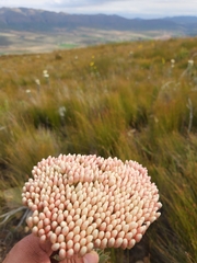 Syncarpha milleflora