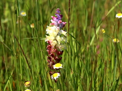 Lachenalia pallida