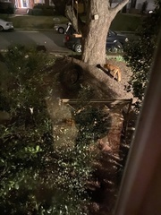 Vulpes vulpes fulvus