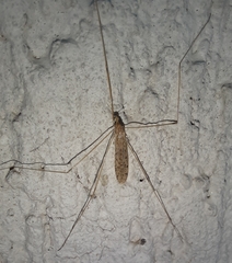 Limoniinae