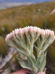 Syncarpha milleflora