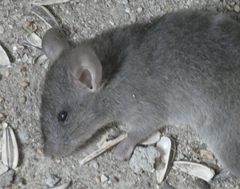 Rattus rattus