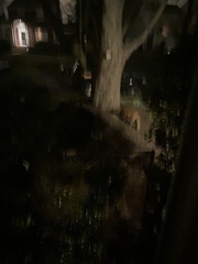 Vulpes vulpes fulvus