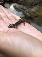 Desmognathus