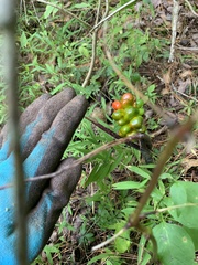 Arisaema triphyllum