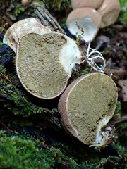 Lycoperdon subincarnatum