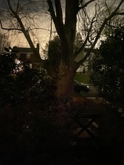 Vulpes vulpes fulvus