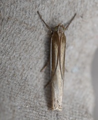 Crambus leachellus
