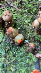 Calostoma cinnabarinum