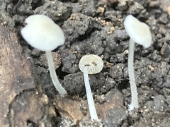Mycena tenerrima