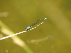 Acanthagrion quadratum