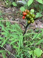 Arisaema triphyllum