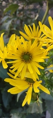 Silphium perfoliatum