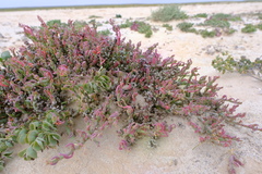 Mesembryanthemum dinteri