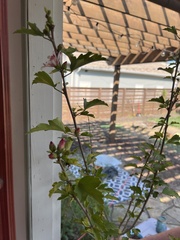 Magnoliopsida