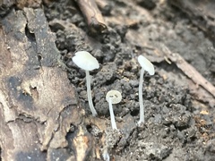 Mycena tenerrima