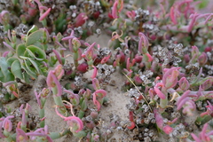 Mesembryanthemum dinteri