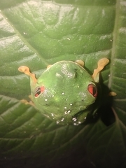 Agalychnis taylori