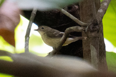 Ficedula zanthopygia