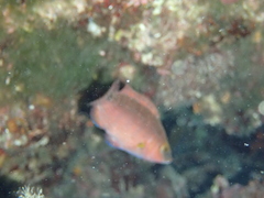 Symphodus mediterraneus
