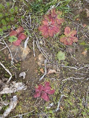 Drosera collina