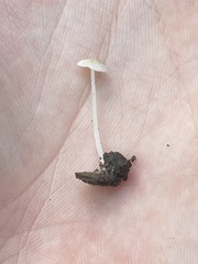 Mycena tenerrima