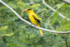 Oriolus chinensis