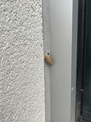 Bulimulus bonariensis