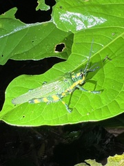 Chromacris psittacus pacificus