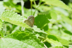 Pseudozizeeria maha okinawana