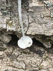 Mycena tenerrima