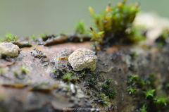 Hypoxylaceae