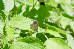 Pseudozizeeria maha okinawana