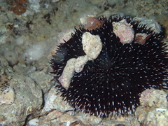 Sphaerechinus granularis