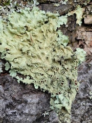 Flavoparmelia caperata