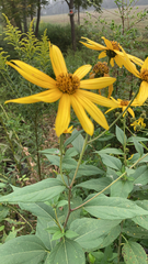 Helianthus tuberosus