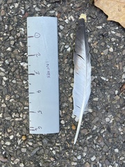 Columba livia domestica