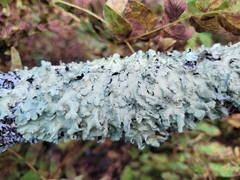 Flavoparmelia caperata