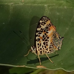 Symbrenthia hypselis