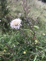 Dipsacoideae
