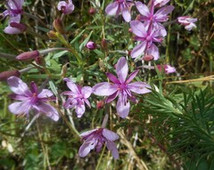 Chamaenerion fleischeri