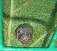 Lissachatina fulica