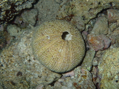 Euechinoidea