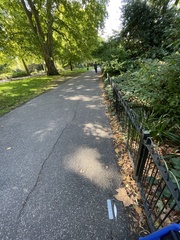 Columba livia domestica