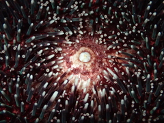 Sphaerechinus granularis