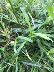 Dipsacoideae