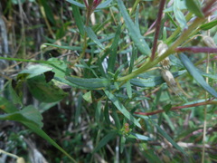 Chamaenerion fleischeri