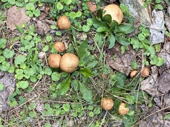 Suillus weaverae