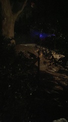 Vulpes vulpes fulvus