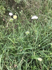 Dipsacoideae
